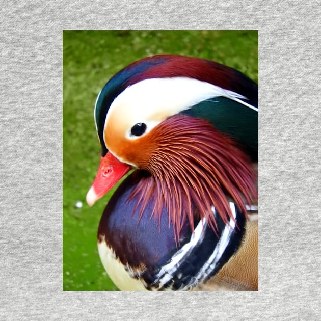 Mandarin Duck by kirstybush